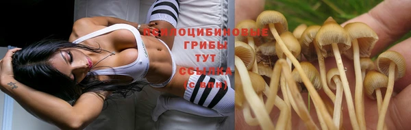 прущие грибы Армянск