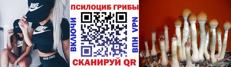 Псилоцибиновые грибы Magic Shrooms  МЕГА как войти  darknet телеграм  Новодвинск 